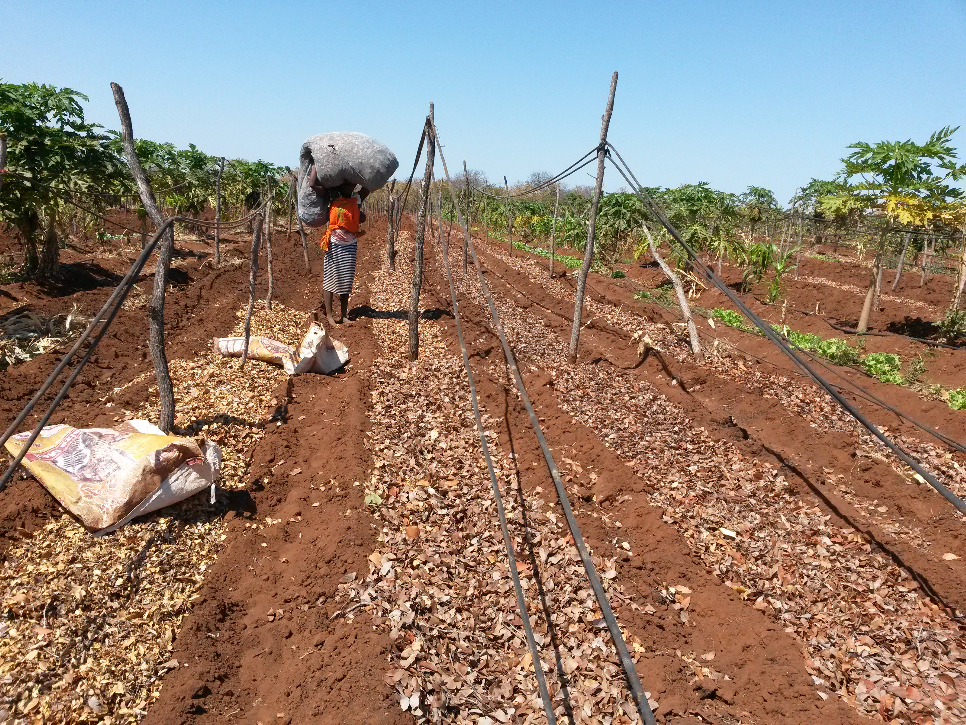 Adubação Orgânica
