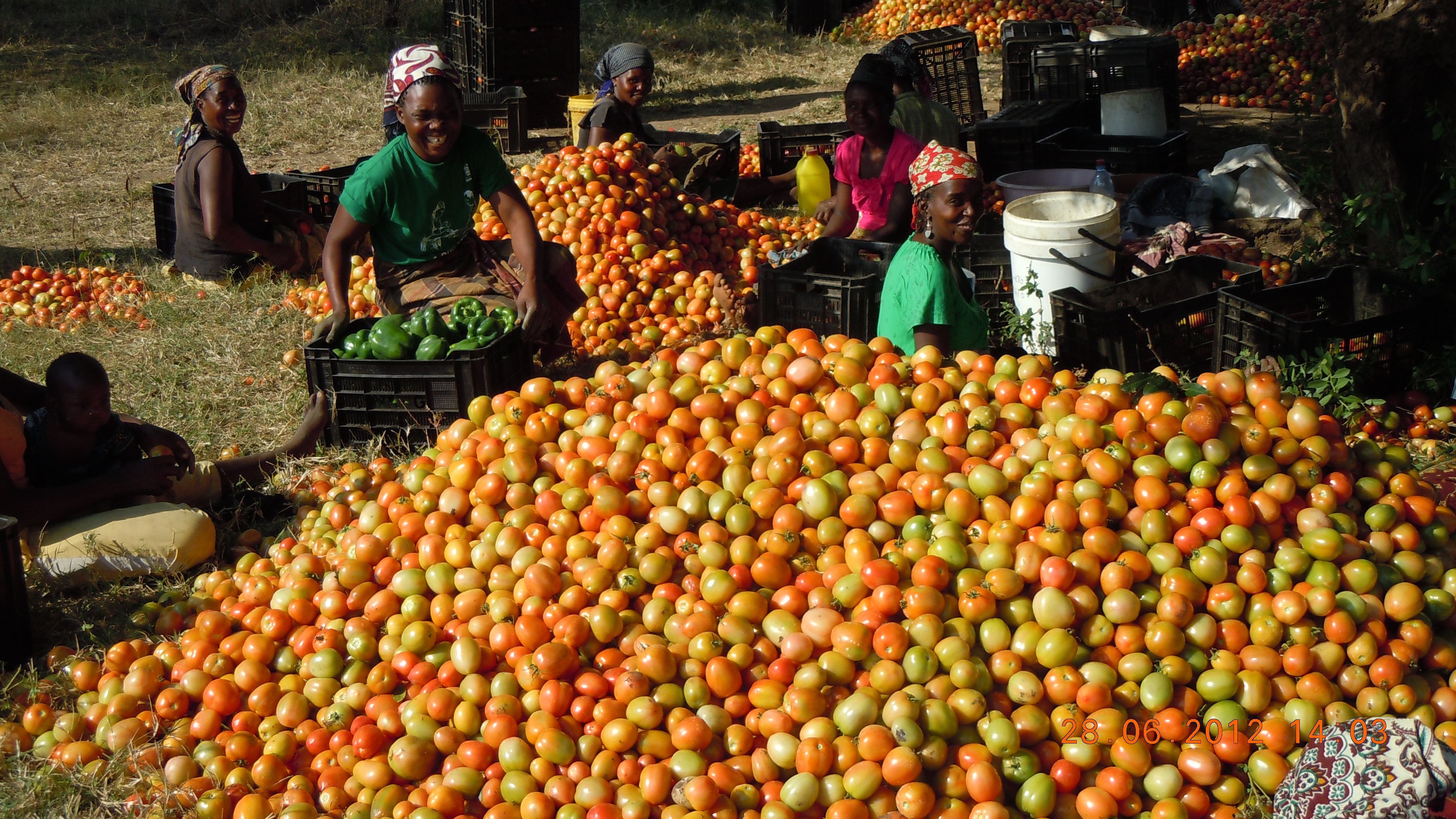 Sustentabilidade e agronegócio