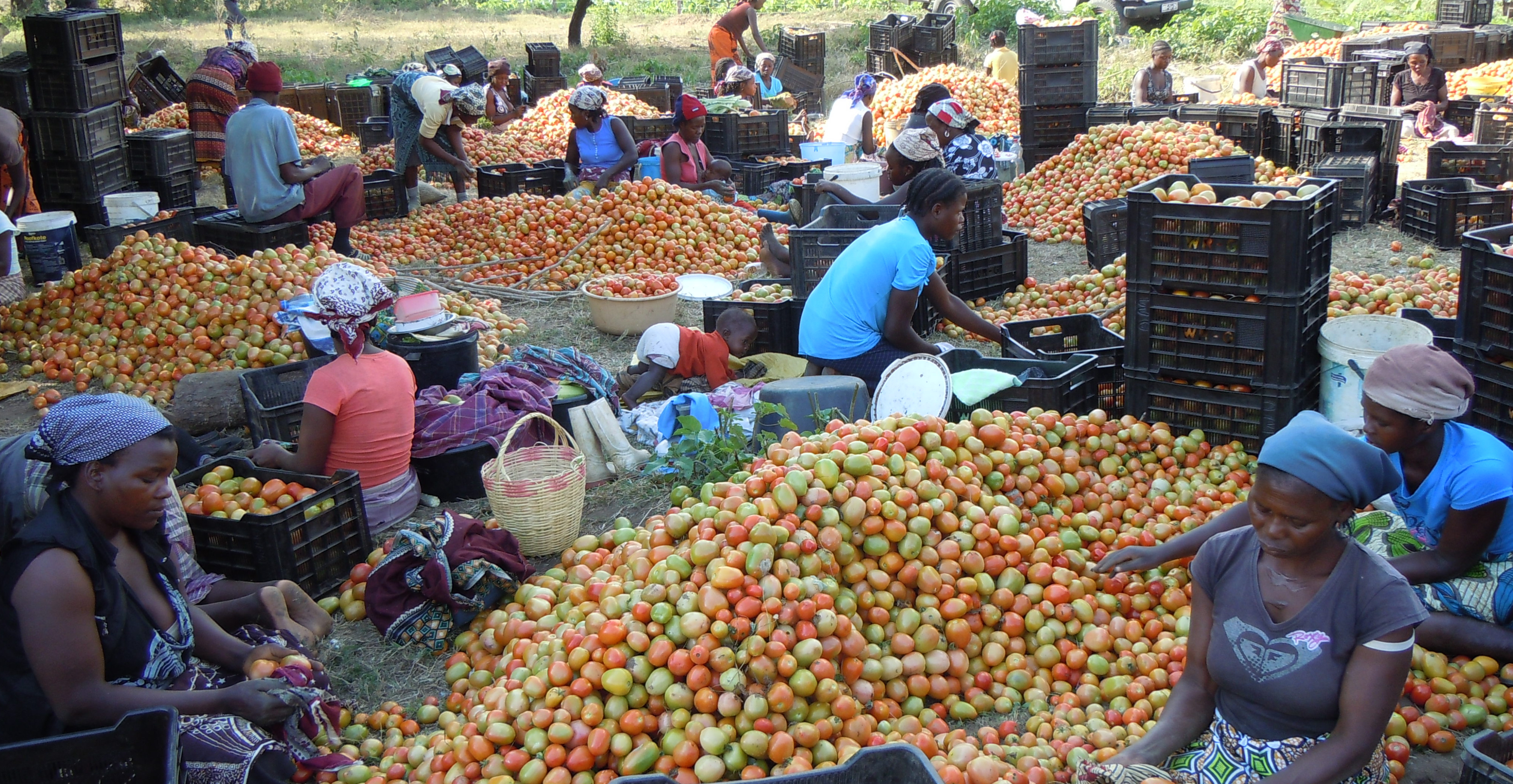 Apoio no Sector Agrícola