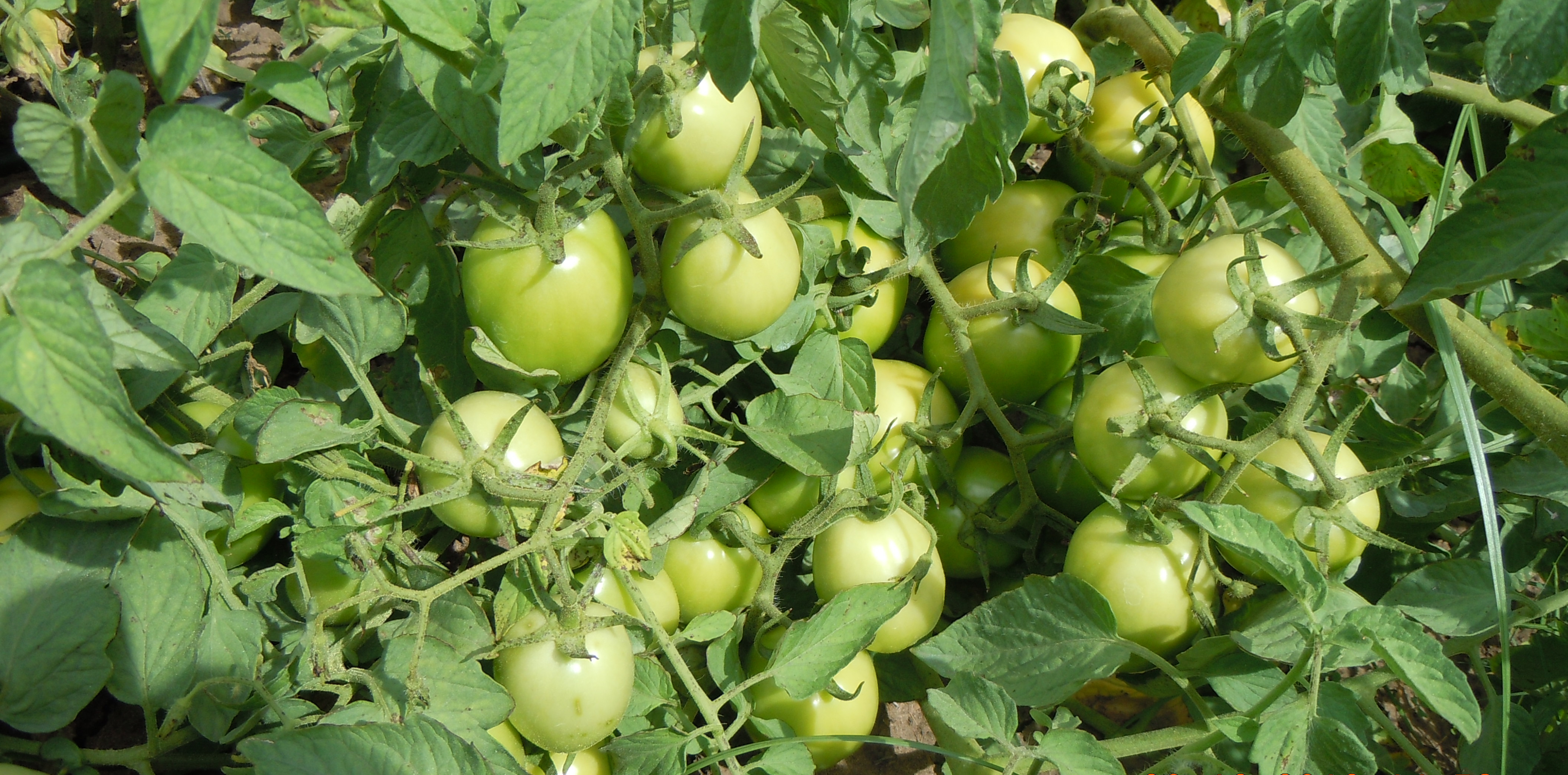 Sustentabilidade e agronegócio