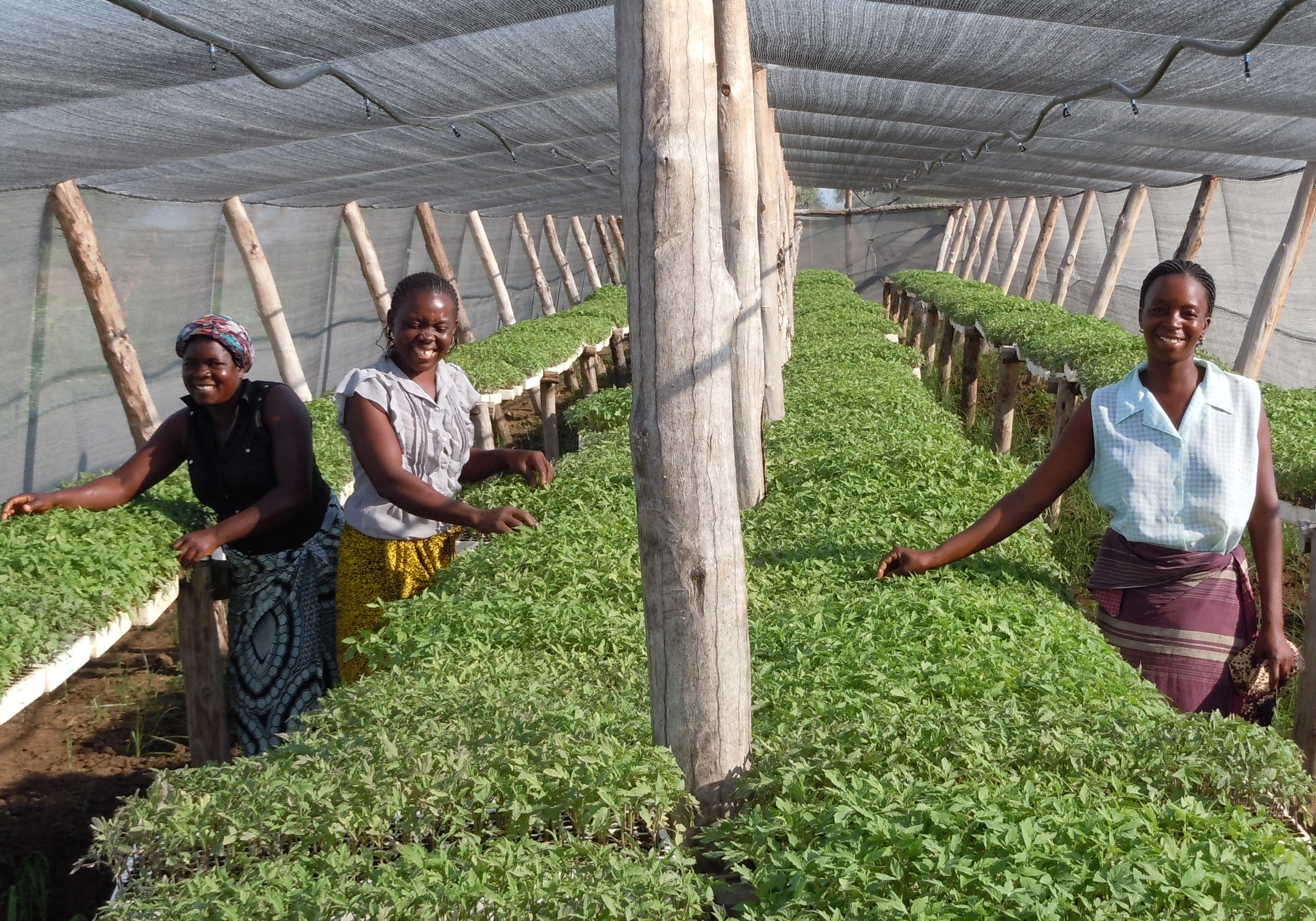 Transferência de tecnologia