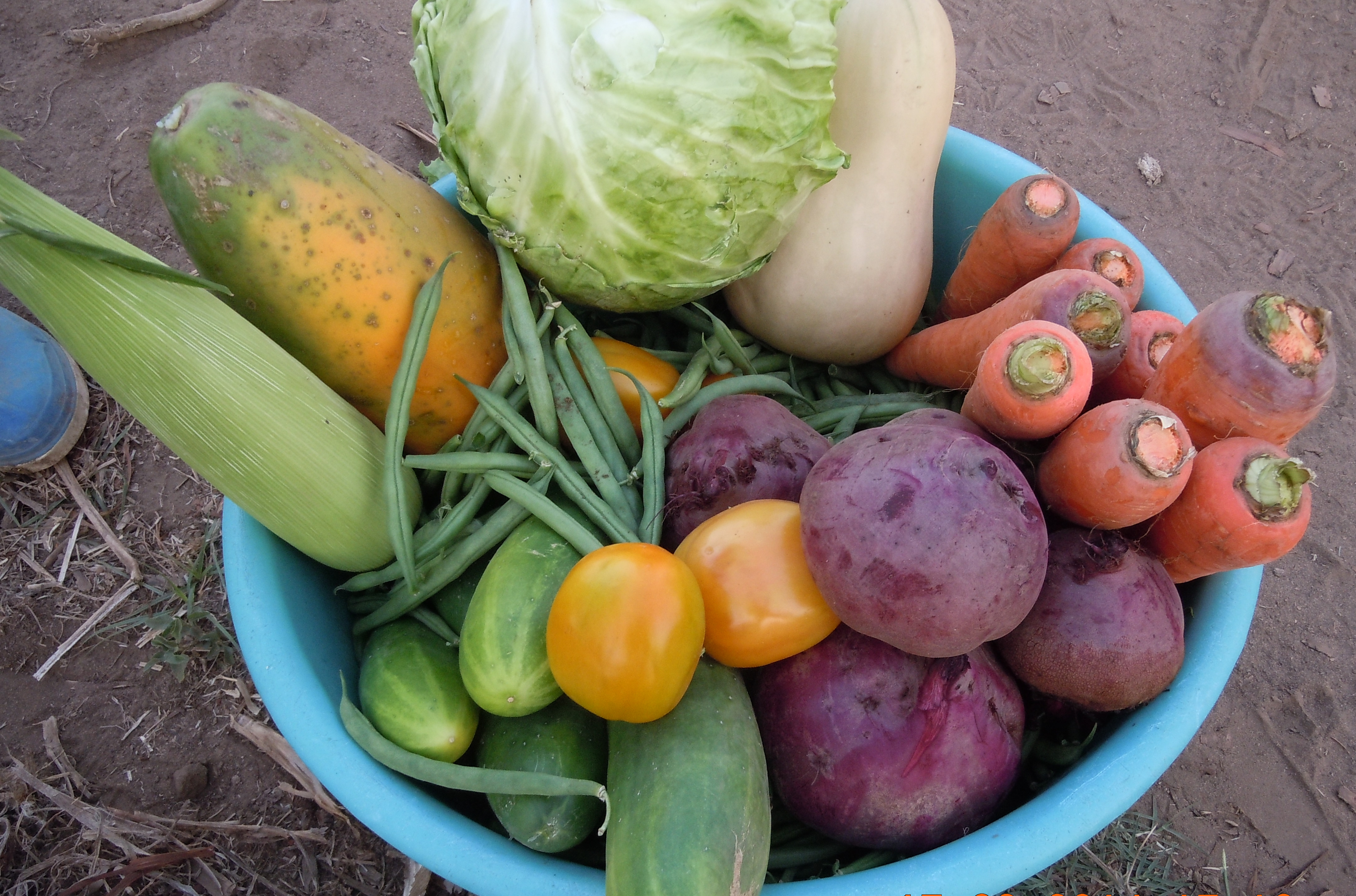 Sustentabilidade e Agronegócio - Mohambe