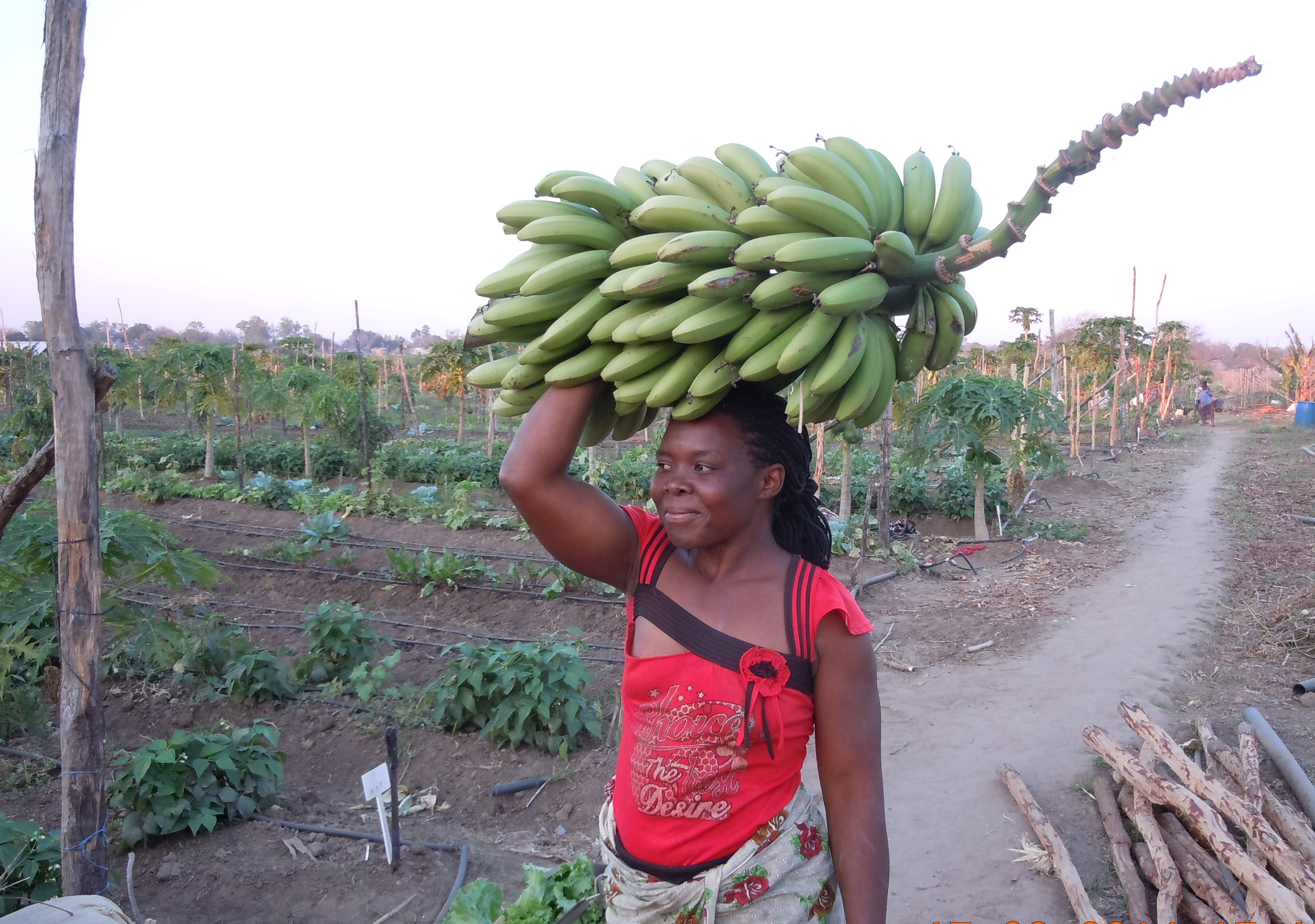 Sustentabilidade e Agronegócio - Mohambe