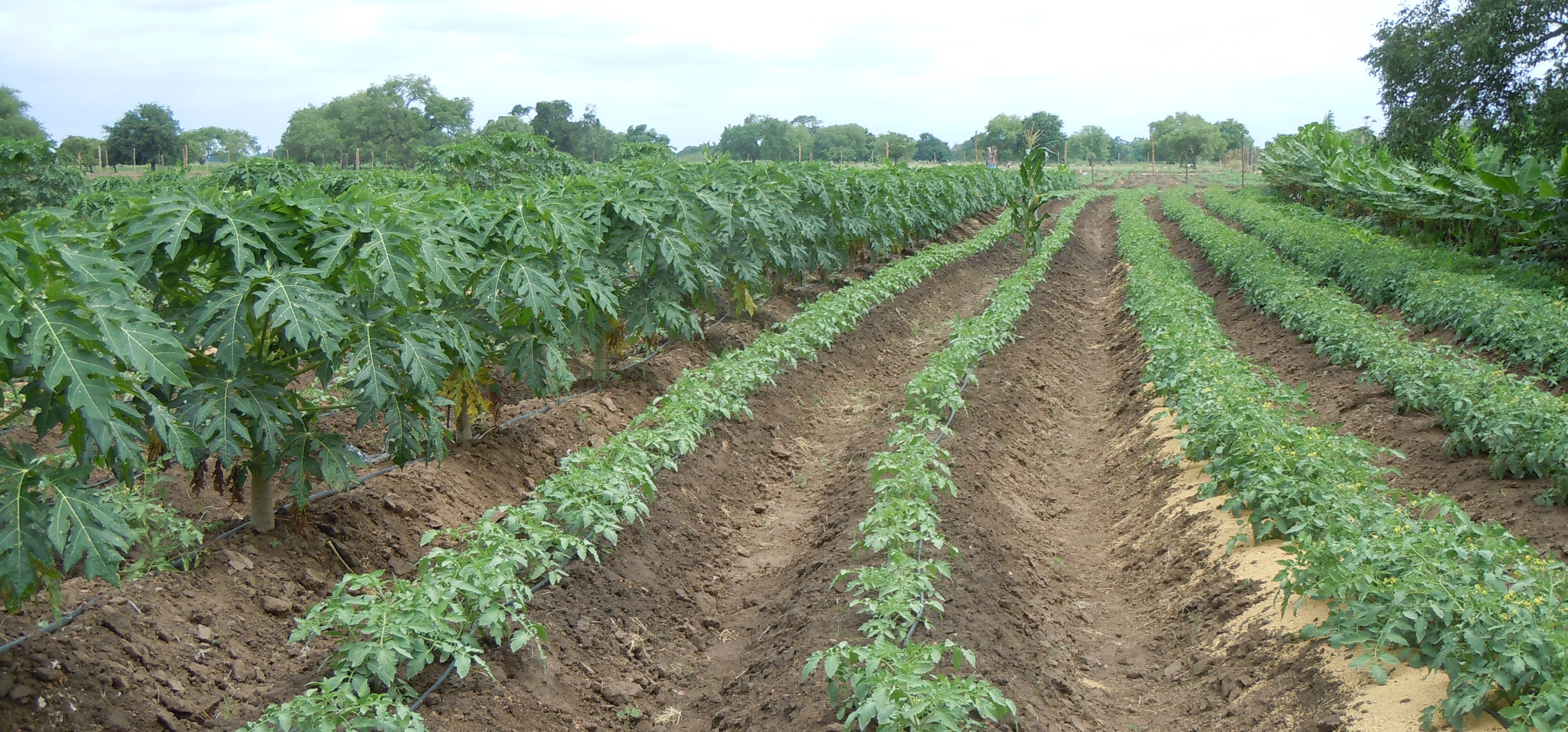 Criação de 2 novas Associações