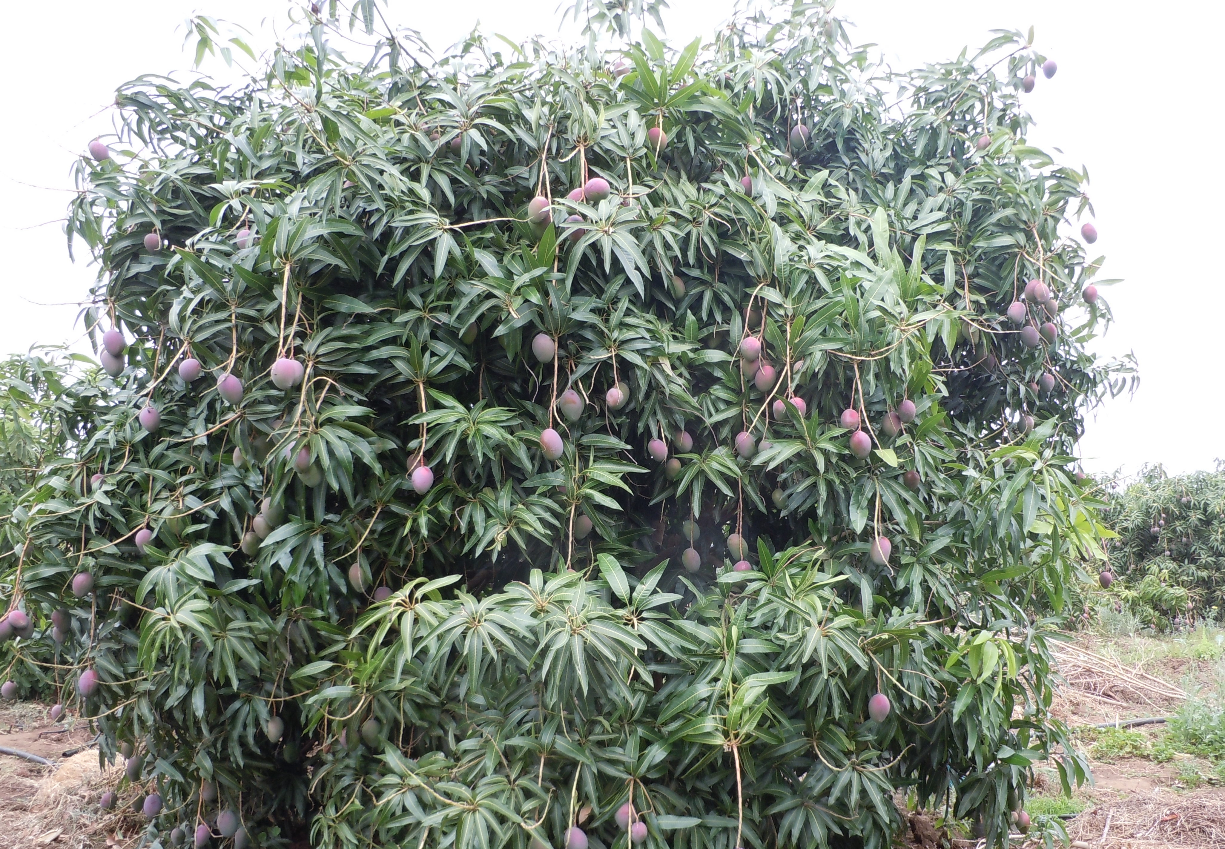 Sustentabilidade e Agronegócio - Mucatine