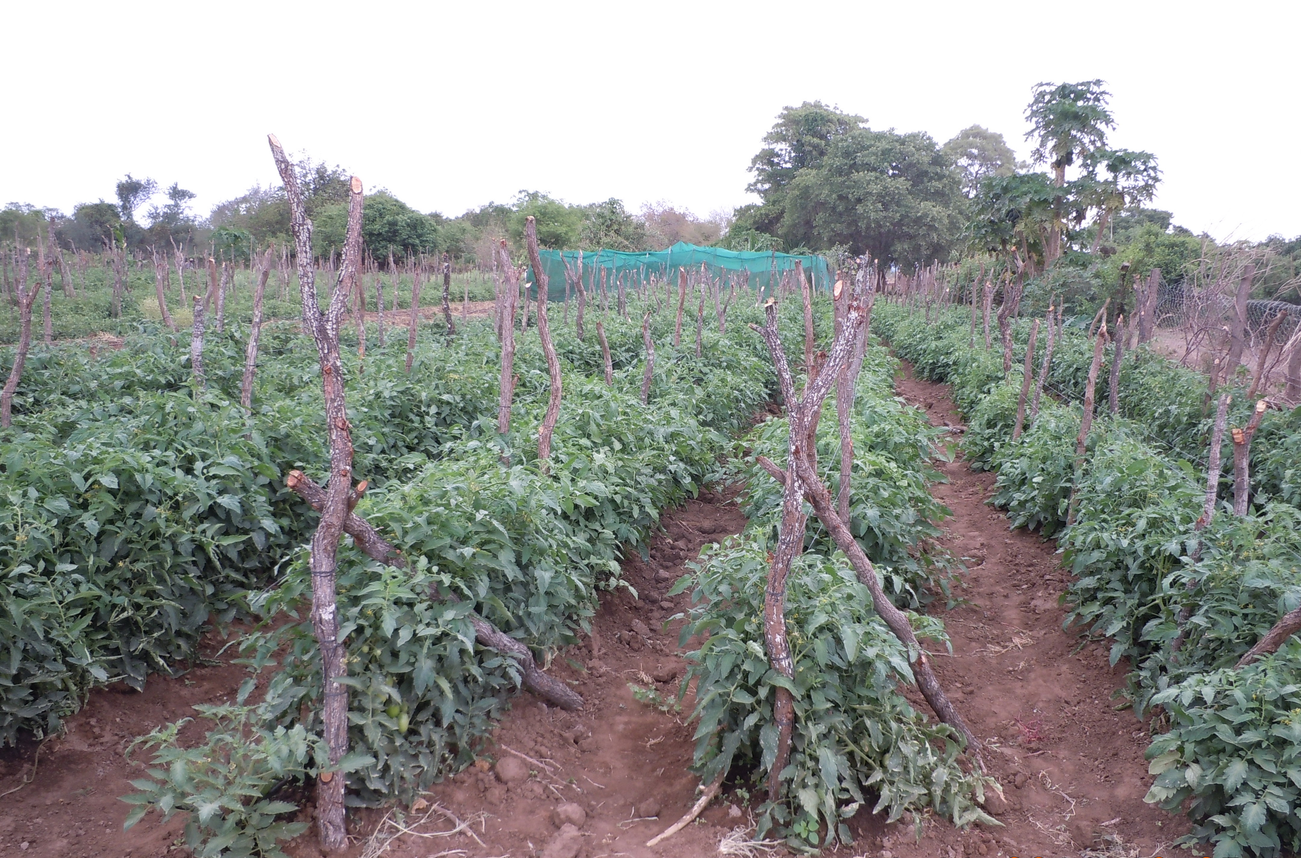 Sustentabilidade e Agronegócio - Mucatine