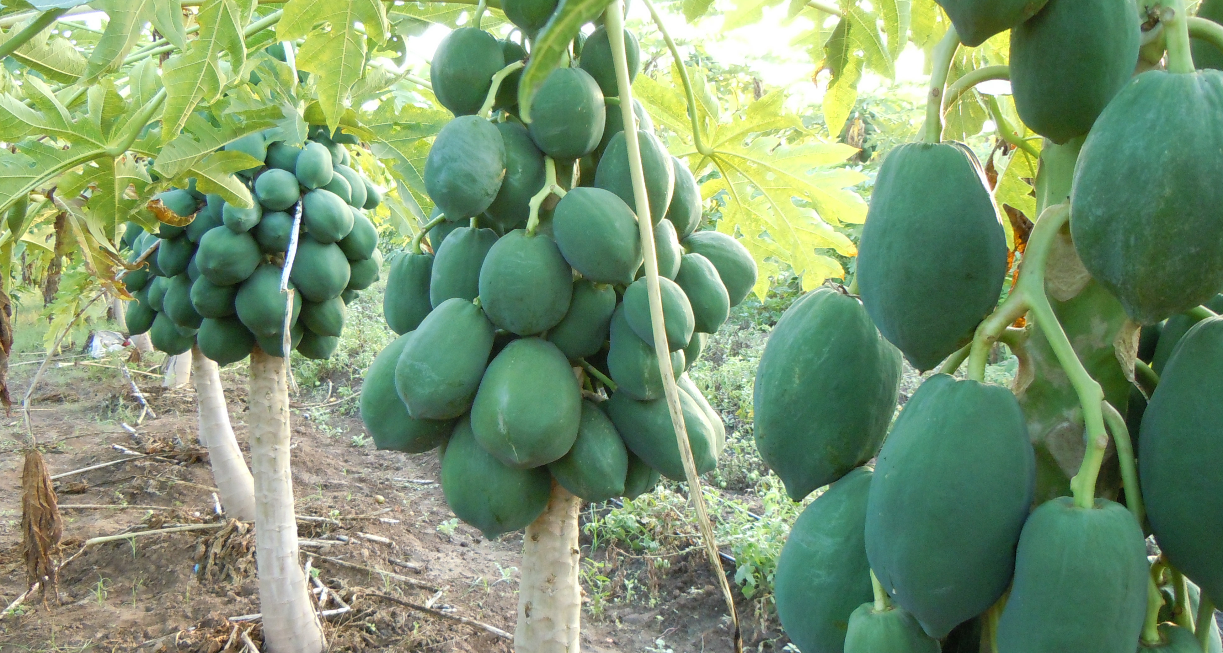 Sustentabilidade e Agronegócio - Mucatine