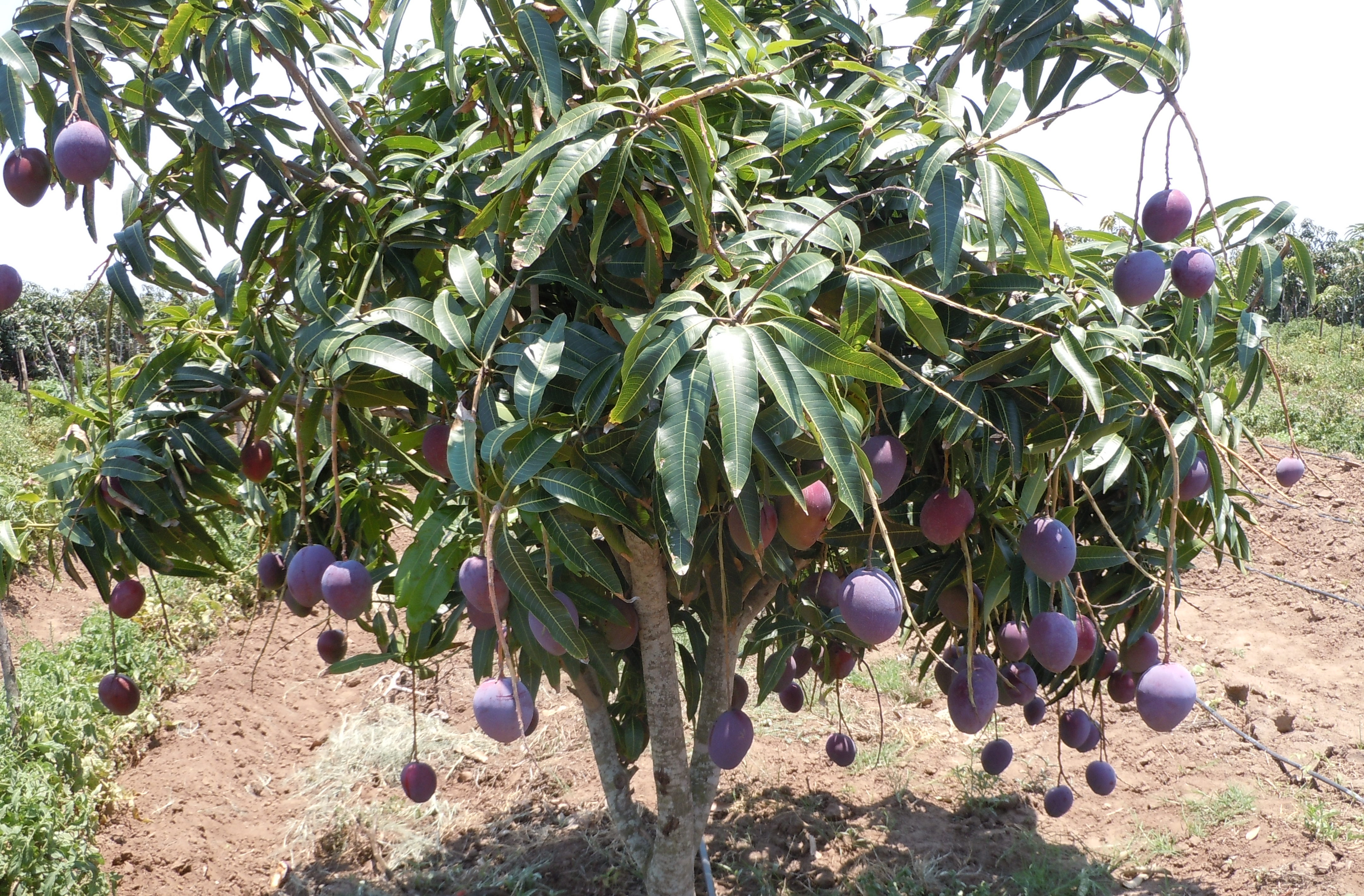 Cultura de Manga - Mukhotwene